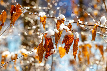 Snow-covered tree branch with dry leaves in sunny weather