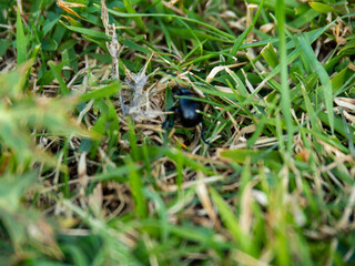 beetle hiding in the green grass
