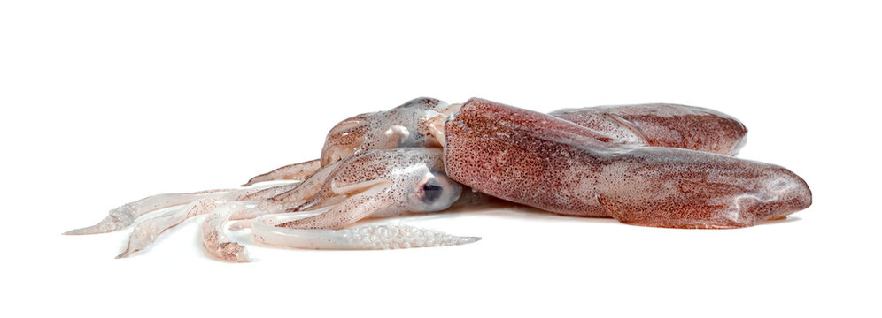 squid isolated on white background