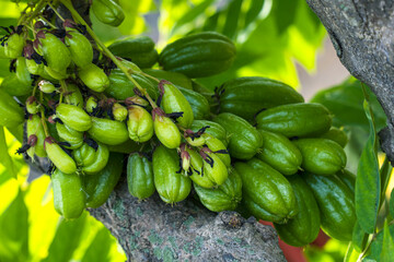 Averrhoa bilimbi on the tree, is a fruit-bearing tree of the genus Averrhoa, family Oxalidaceae.