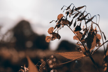 Flowers and grass in autumn, sepia and blue	