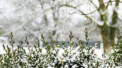 Snow-covered boxwood branch on a background of trees during a snowfall