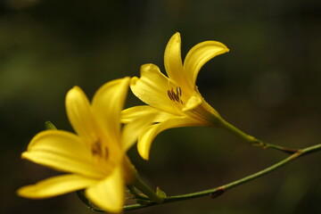 鮮やかなユウスゲ