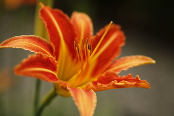 ６月の花（ノカンゾウ）