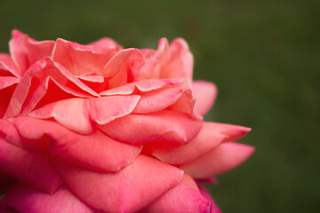 pink rose