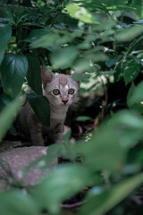 Tabby kitten hiding in the green bush