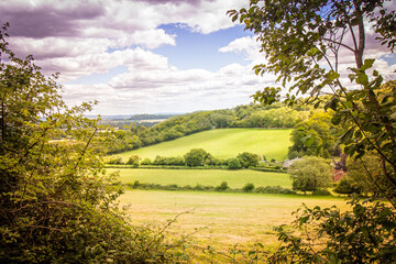 Obraz premium Meadow in Petersfield