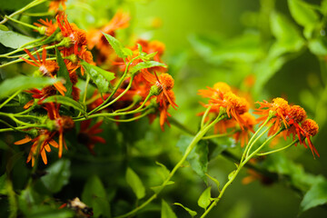 orange flower in garden