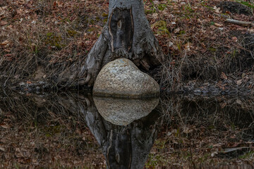 Water reflection of a tree growing around a rock on the edge of the water