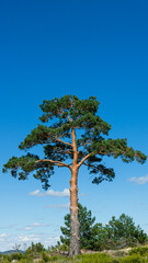 pine tree with blue sky background