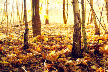 Autumn forest bright landscape with fallen leaves. Tree trunks and autumn leaves in sunlight in the forest. Walk in the forest in autumn