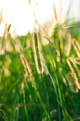 Beautiful grass details in summer in sunset