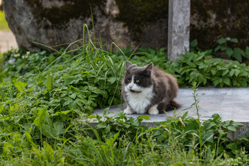 Obraz premium grey cat on the stone plate in the green grass