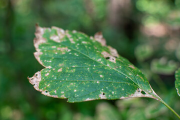 dew on leaf