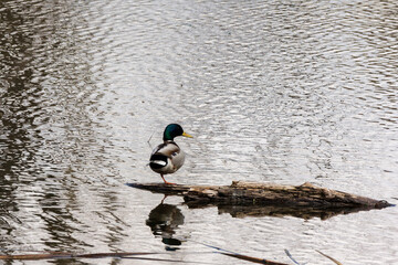 Wild mallard drake on the pond.
