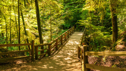 Footbridge over gulley on BC forest trail