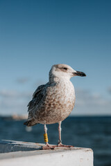 Close uo of a seagull in sopot or gdansk with a view of baltic sea in the background