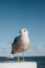 Close uo of a seagull in sopot or gdansk with a view of baltic sea in the background