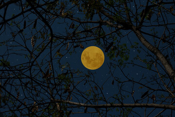 Full moon in the night with silhouette tree branch.