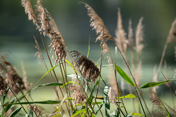 reeds in the water