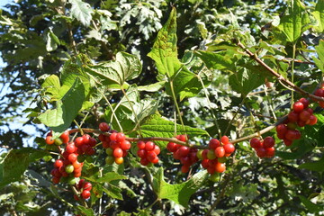 red berries