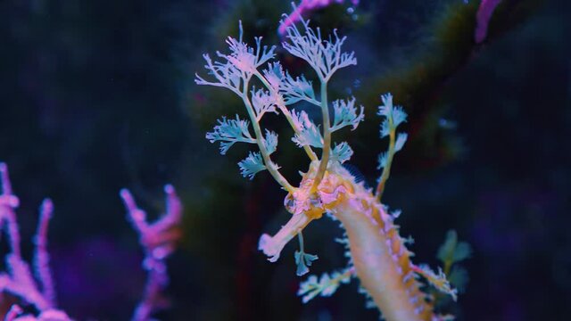 Close up of head of leafy sea dragon, seahorse, with sea plants in the background.