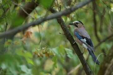 Jay on a tree