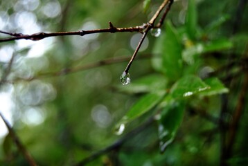 rain drops on a branch