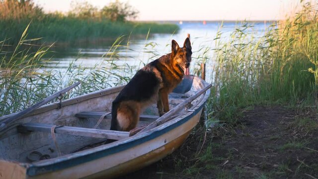 dog in a wooden boat. German shepherd on the lake