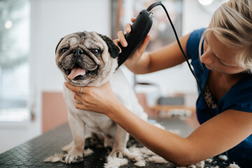 Dog grooming concept. Grooming and washing pug bread dog in the saloon