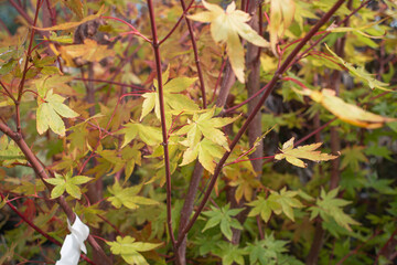 Japanese Maple Leaves