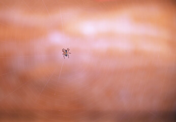 The spider sits in the center of the web