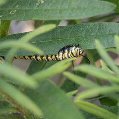 Spicebush Swallowtail Caterpillar