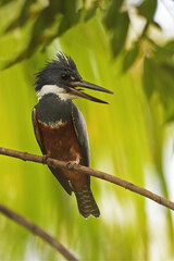 Ringed kingfisher perches on branch tree