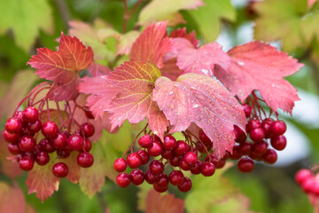 Cranberries close up on a tree.