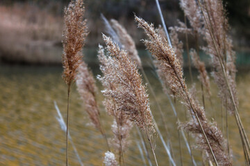 reeds on the water of a river moved by the wind