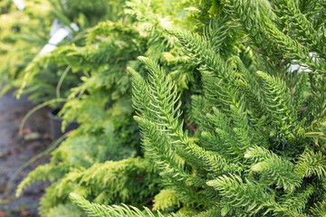 Conifer Texture