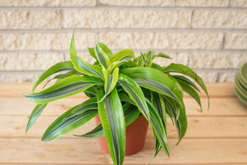 Dracaena