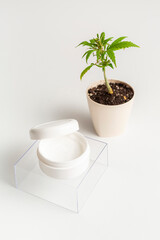 CBD skin cream and the marijuana plant