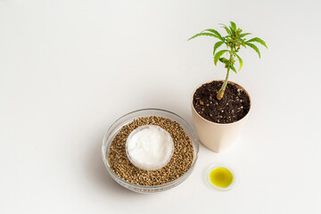 The marijuana plant, hemp cream product and CBD oil