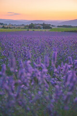 Fototapeta premium Provence lavender field sunset Drome France