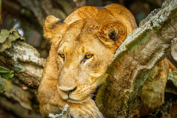 Tree climbing lion in Ishasha, Queen Elizabeth National Park, Uganda.	

