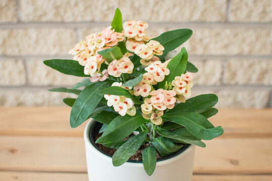 Houseplant