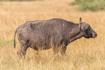 Obraz premium Old male African Buffalo ( Syncerus caffer), Queen Elizabeth National Park, Uganda. 