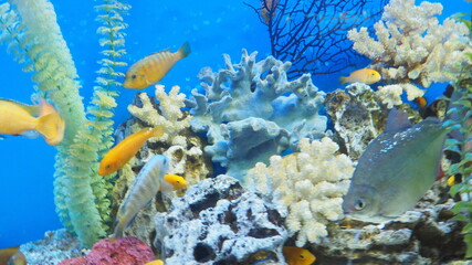 Fototapeta na wymiar Closeup of colorful tropical fishes swimming in aquarium