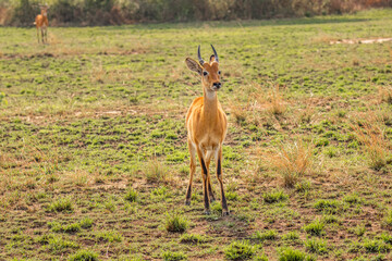 A young male kob (Kobus kob), Queen Elizabeth National Park, Uganda.