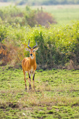 An adult male kob (Kobus kob), Queen Elizabeth National Park, Uganda.