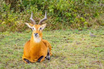 An adult male kob (Kobus kob), Queen Elizabeth National Park, Uganda.