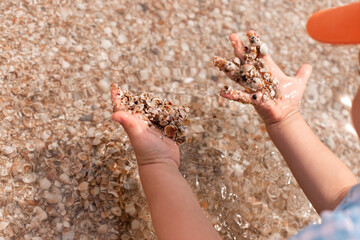 seashells in hands