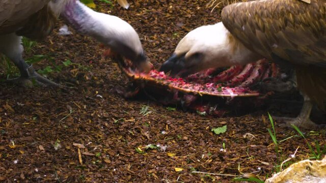 Vultures eating frantically last meat from some bones